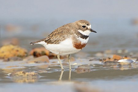 Double-banded plover, breeding plumage, by JJ Harrison