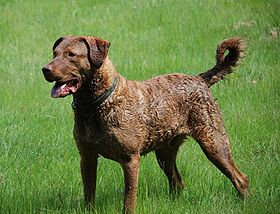 Retriever de la baie de Chesapeake