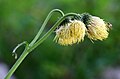 Cirsium erisithales