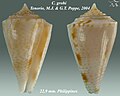 Conasprella grohi Tenorio, M.J. & G.T. Poppe, 2004