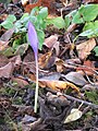 Crocus nudiflorus first flower