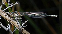 Young adult male