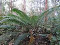 Young plant as seen in forest