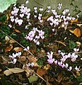 Group of Cyclamen hederifolium