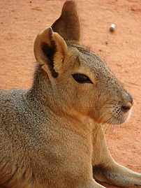 Close-up of a Patagonian mara