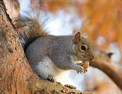 Eastern gray squirrel, by Diliff, modified by Fir0002