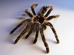 Description de l'image Ecdysis brachypelma-albopilosum01254.jpg.