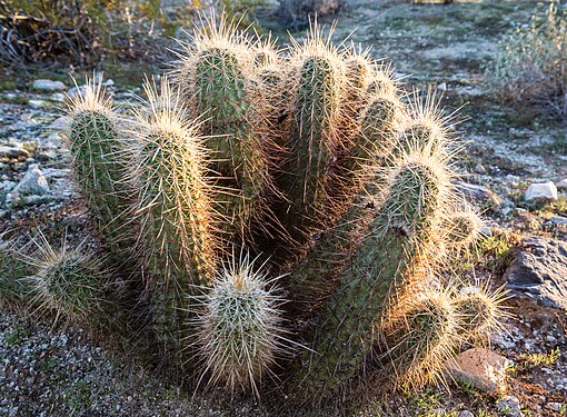 Plant growing in South Mountain Park in Phoenix, Arizona