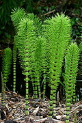 Riesen-Schachtelhalm (Equisetum telmateia)