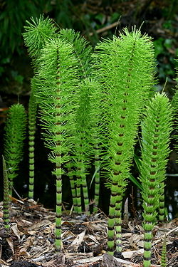 Equisetum telmateia.