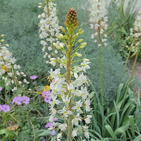 Eremurus lactiflorus