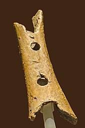 A hollow piece of bone with two circular holes