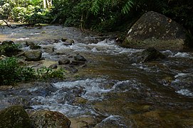 তাপাহ পাহাড়ে ফরেস্ট ব্রুক