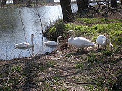 Catro cisnes mudos nas ribeiras do Etobicoke Creek