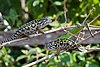 Two, or is it three, jewelled chameleons