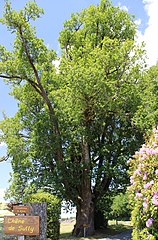 Le chêne de Sully (diamètre : 5,80 m).