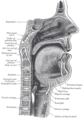 Sagittal section of nose, mouth, pharynx, and larynx.