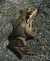 Grenouille agile (Rana dalmatina)