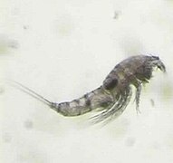 Copepode dell'ordine Harpacticoida