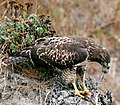 A young Red-tailed Hawk eating a California Vole.