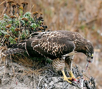 Red-tailed hawk eating a California vole, by Steve Jurvetson