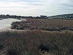 Sälta vid Heathcote River, Christchurch, Nya Zeeland.