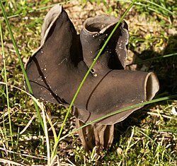 Sortuhnuðla (Helvella lacunosa)