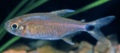 Hemigrammus schmardae