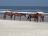 Cumberland Island horses on the beach