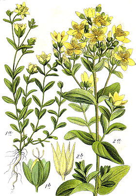 Ilustração do gênero Hypericum spp