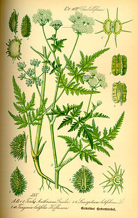 Turgenia latifolia