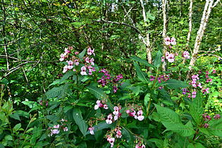 Balsamine de l'Himalaya, La Bresse.