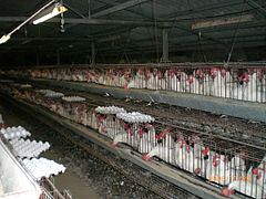 Élevage en batterie industriel de poules pondeuses issues de Leghorn - « type américain ».