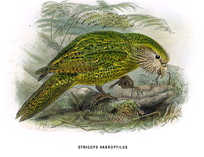 Kākāpō