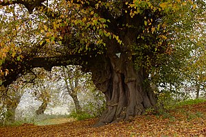 40. Platz: Miosta Neu! mit Naturdenkmal „Zwei Linden“ bei Nieder-Ofleiden, Homberg (Ohm)