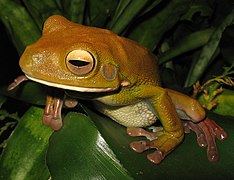 Litoria infrafrenata