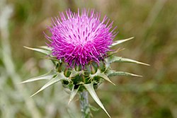 Mariatistel (S. marianum), blomkorg.