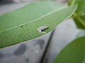 First instar caterpillar