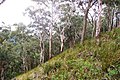 Mount Royal - eucalyptus forest