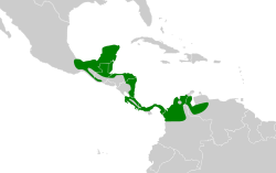 Distribución geográfica del mosquero real centroamericano.