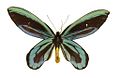 Ornithoptera alexandrae