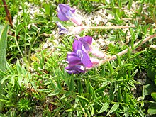 Oxytropis japonica