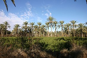 Oasis de Gabes.