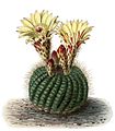 Parodia concinna