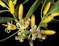 Persoonia elliptica flowers