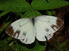 黑紋粉蝶 Pieris melete