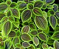 Pilea involucrata