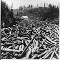 Image 19Logging pine c. 1860s–1870s (from History of Minnesota)
