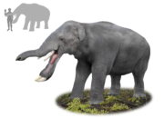 Platybelodon grangeri