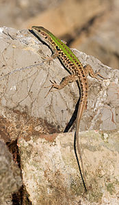 Italian wall lizard, by Richard Bartz